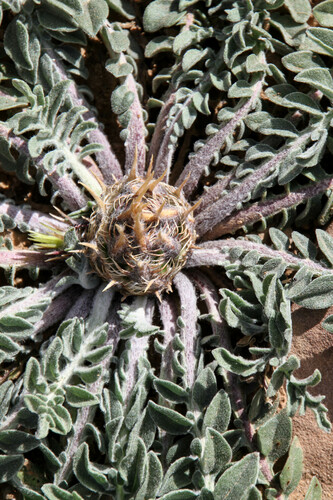Centaurea oranensis