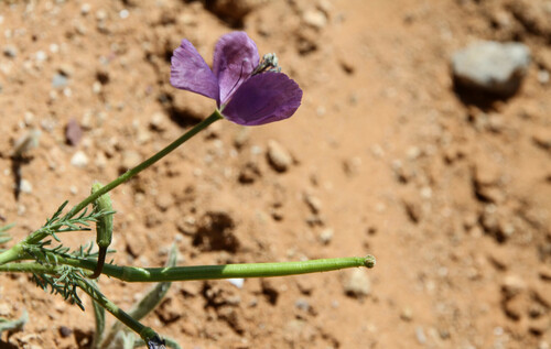Violet Horned-poppy