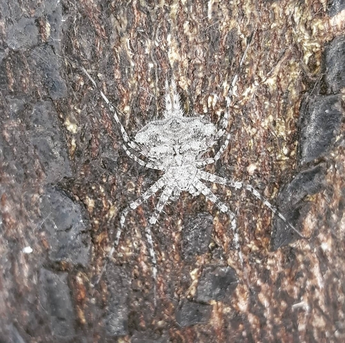 Iviraiva pachyura