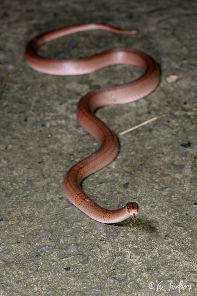 Red Mountain Ratsnake in June 2022 by yu junfeng · iNaturalist