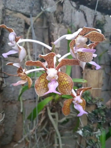 Benson's Vanda