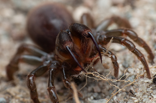 Purseweb Spider