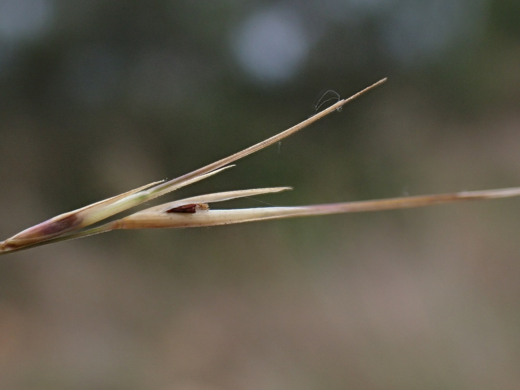 Aristida chinensis (Aristida chinensis)