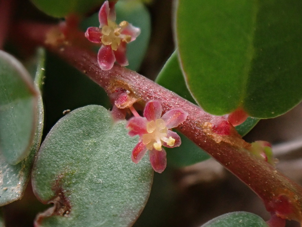 Phyllanthus ussuriensis (Phyllanthus ussuriensis)