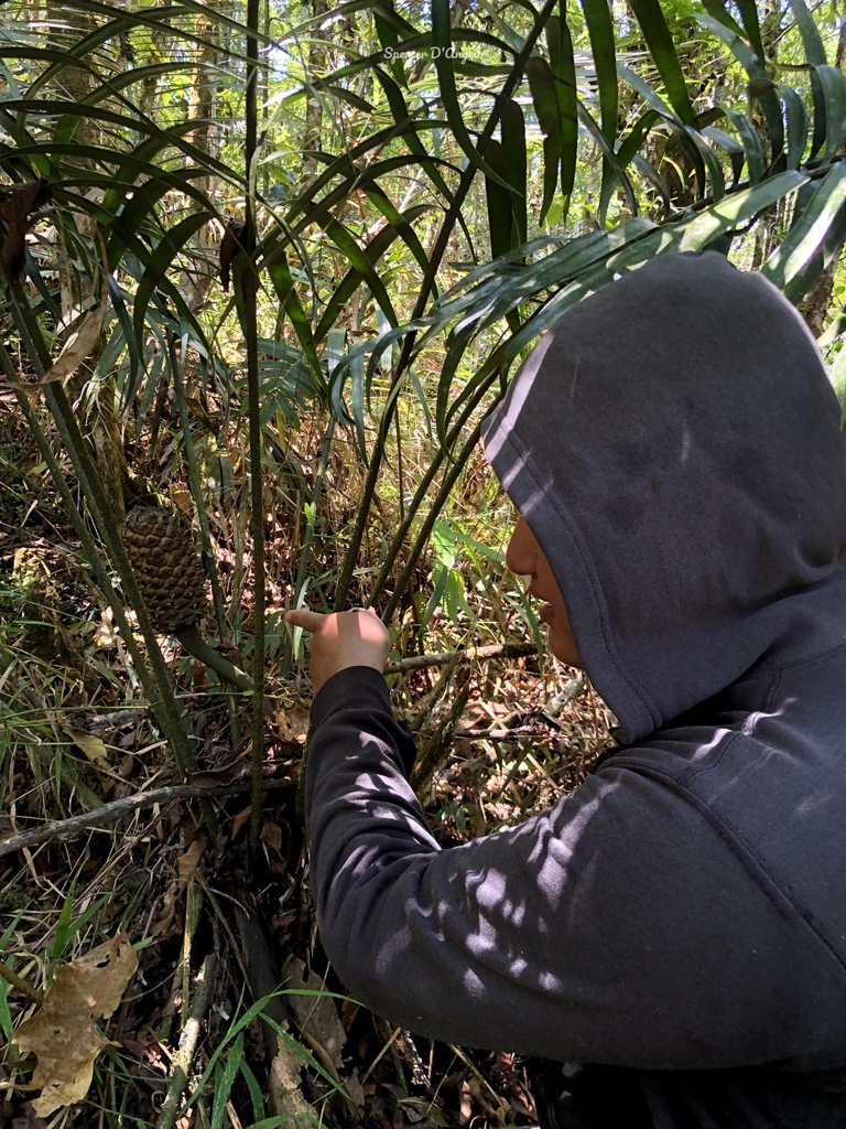 Ceratozamia whitelockiana
