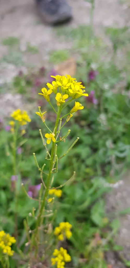 wormseed wallflower from Burwell, Cambridge, UK on 18 April, 2023 at 04 ...