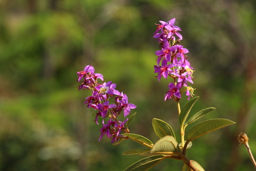Macairea