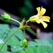Biophytum reinwardtii - Photo (c) Rajib Maulick, all rights reserved, uploaded by Rajib Maulick