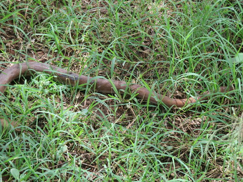 Cape House Snake