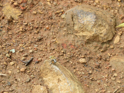 Amegilla punctifrons