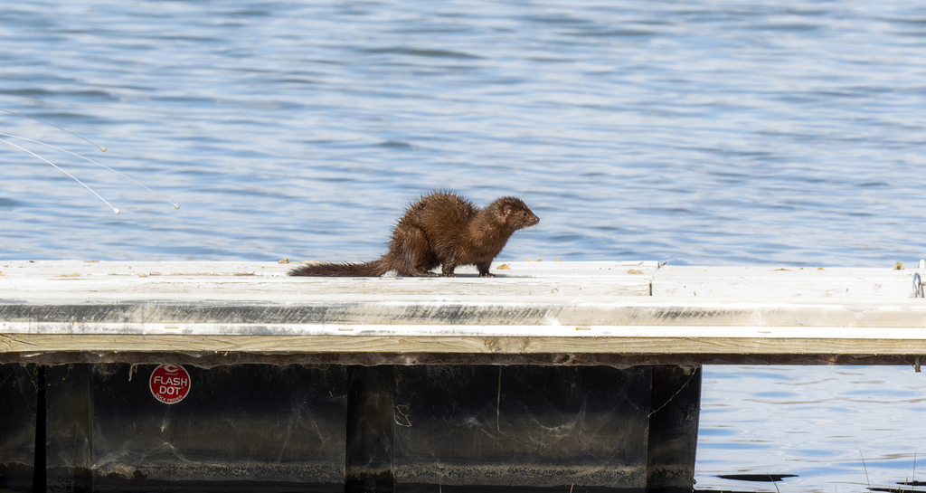 American Mink from Long Pond, Larimer County, CO, USA on April 18, 2023 ...