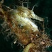 Observation photo