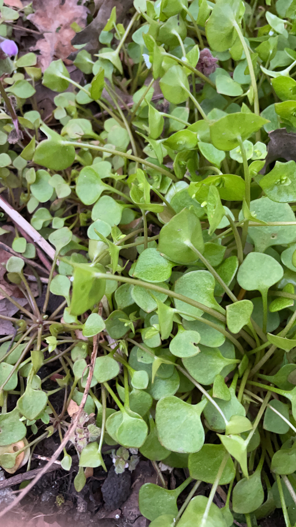 Claytonia sect. Limnia from Harrow on April 18, 2023 at 07:18 PM by ...