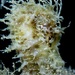 Observation photo