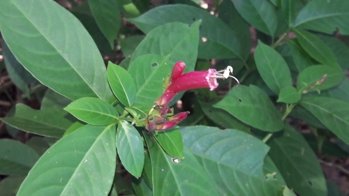 Sanchezia dubia