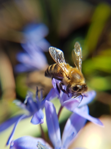 Western Honey Bee