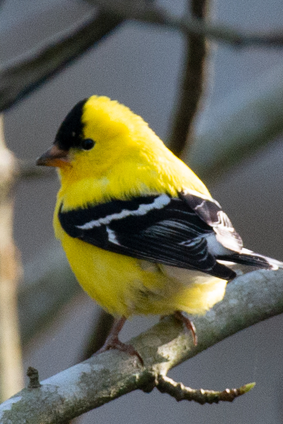 American Goldfinch from Chincoteague Island, Chincoteague, VA 23336
