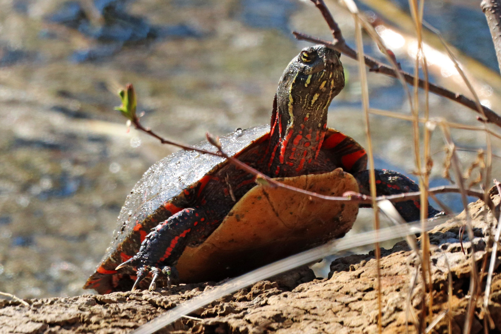 Painted Turtle From New Toronto Toronto ON Canada On April 16 2023   Large 