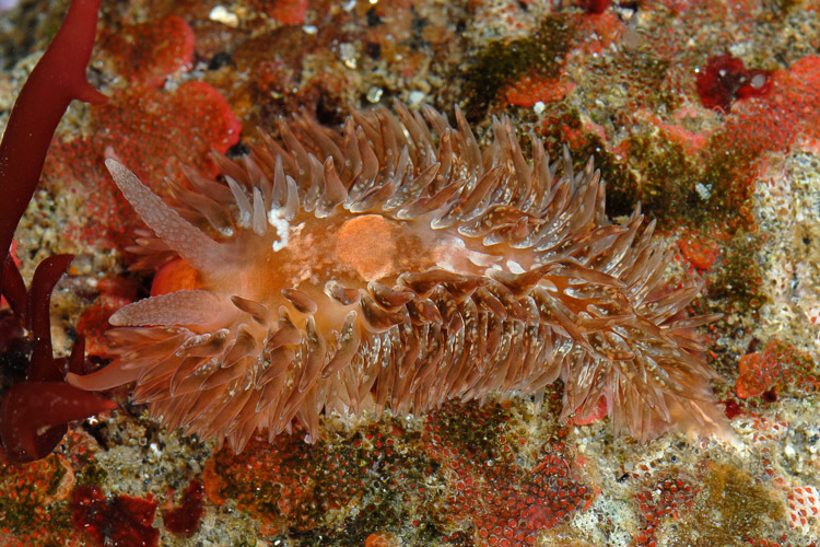 Shag-rug Nudibranch ( Intertidal Nudibranchs of the Monterey Bay Area ...