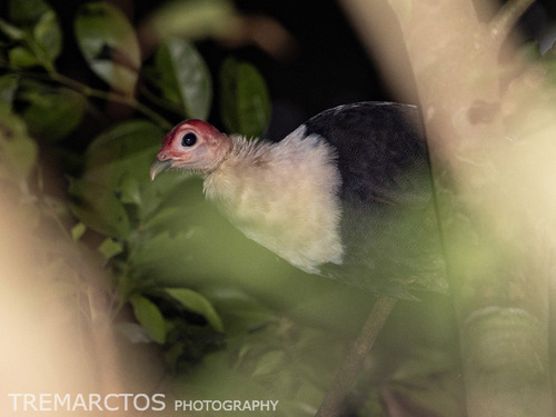 White-breasted Guineafowl