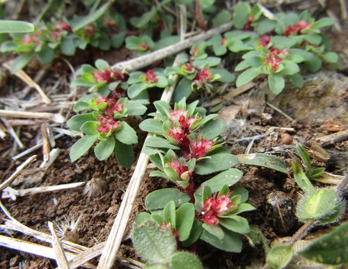 Euphorbia indivisa
