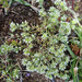 Scleranthus perennis polycnemoides - Photo (c) Tig, todos los derechos reservados