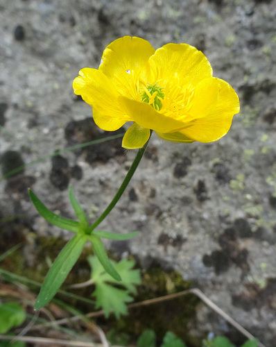 Gouan's Buttercup (Ranunculus gouanii)