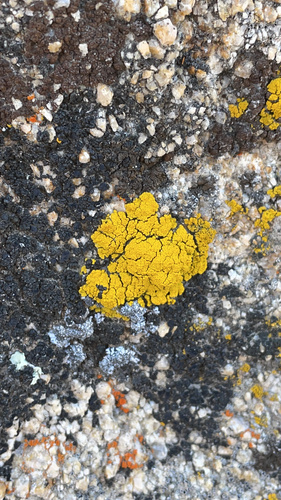 iNaturalist observation photo of Goldspeck Lichens