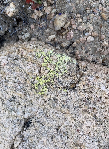 iNaturalist observation photo of cobblestone lichens