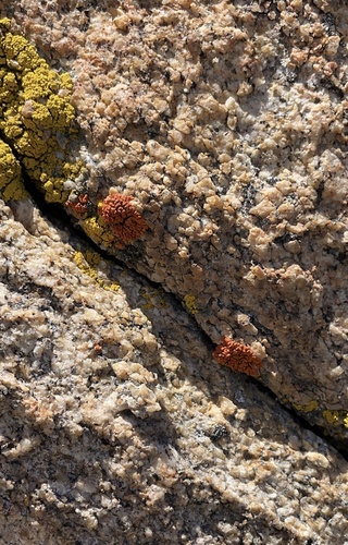 iNaturalist observation photo of Elegant Sunburst Lichen