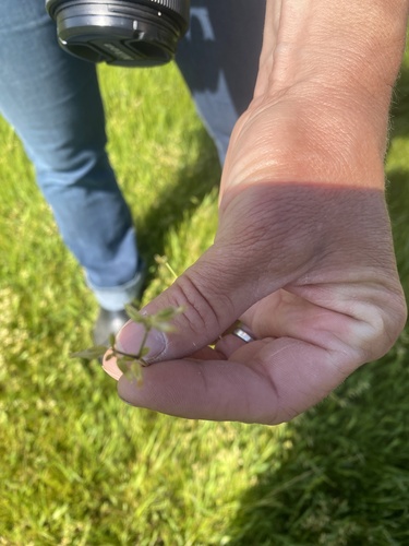 iNaturalist observation photo of Common mouse-ear chickweed
