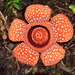 Rafflesia banaoana - Photo (c) wanderingbotanistph, all rights reserved, uploaded by wanderingbotanistph
