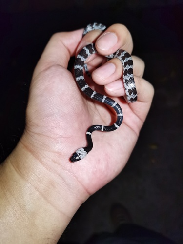 Formosa Wolf Snake