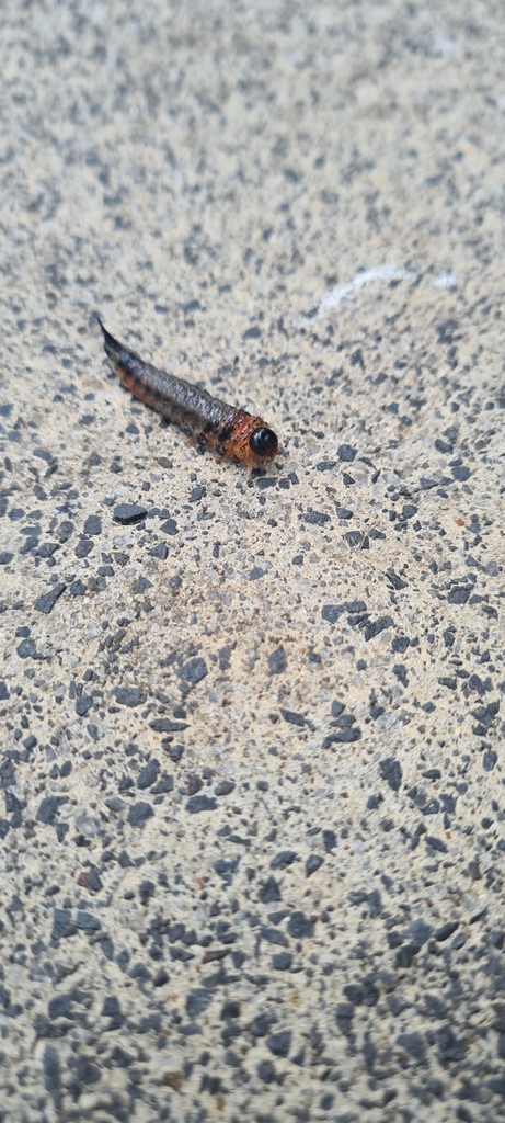 Winged and Once-winged Insects from Inverloch VIC 3996, Australia on ...