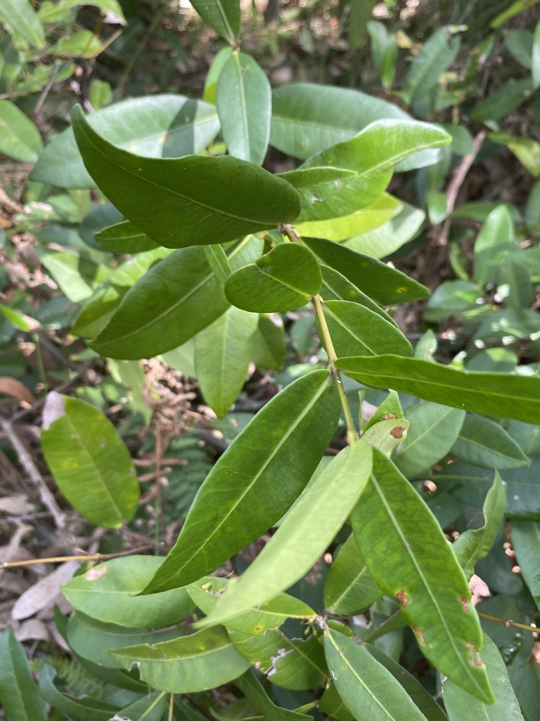 Bellbird Vine from Racecourse Rd, Corbould Park, QLD, AU on April 19 ...