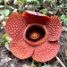 Rafflesia kemumu - Photo (c) wanderingbotanistph, all rights reserved, uploaded by wanderingbotanistph