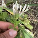 Trifolium clypeatum - Photo 由 mustafa gökmen 所上傳的 (c) mustafa gökmen，保留所有權利