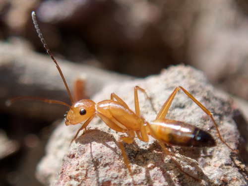 Camponotus marcensCamponotus marcens