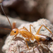 Camponotus marcens - Photo (c) Faz, todos los derechos reservados, subido por Faz