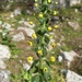 Verbascum levanticum - Photo (c) mustafa gökmen, todos los derechos reservados, subido por mustafa gökmen