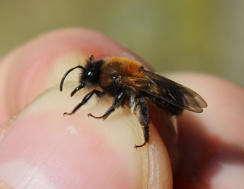 Lappland mining bee