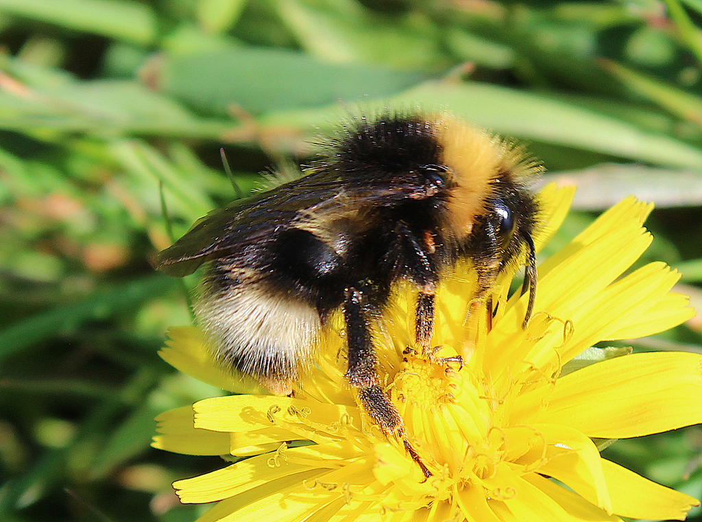 Sylvan bumblebee