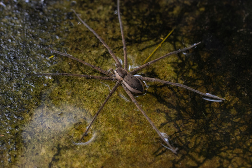 Megadolomedes australianus (L.Koch, 1865)
