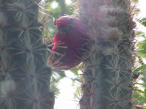 Pilosocereus gaumeri
