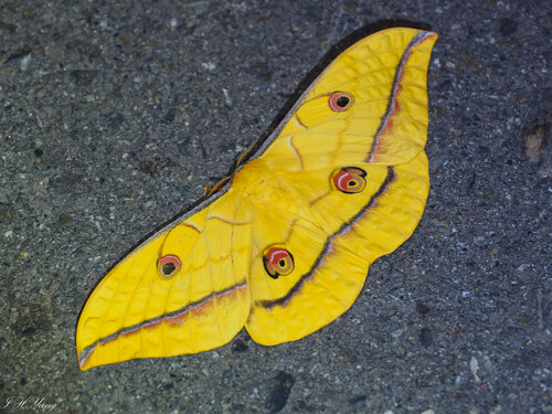 Japanese Silk Moth