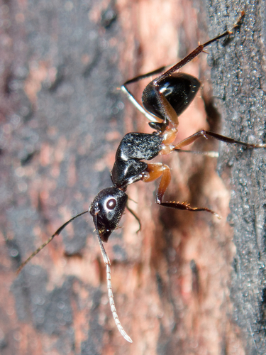 Camponotus michaelseni