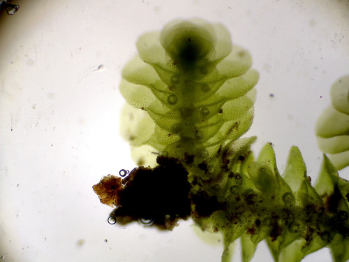 Acrolejeunea pycnoclada