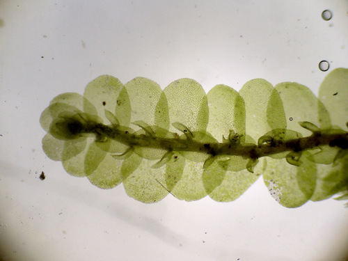 Frullania rubella