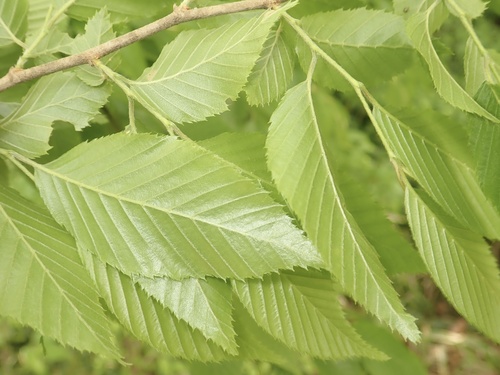 Carpinus eximia
