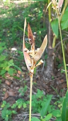 Heliconia psittacorum image